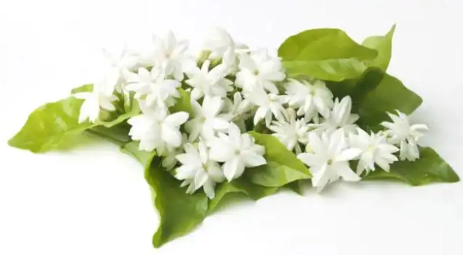 अमेरिका और दुबई में खुशबू बिखेरेंगे तमिलनाडु के फूल, होगा निर्यात