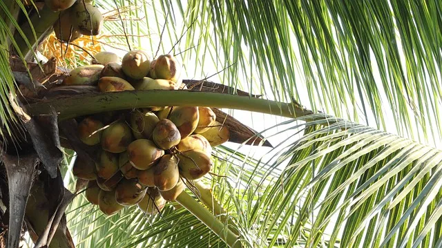 राज्यसभा ने हंगामे के बीच नारियल विकास बोर्ड (संशोधन) विधेयक को दी मंजूरी