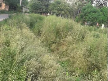 बरेली: नहरों की भरमार फिर भी धान रोपाई को किसान है परेशान