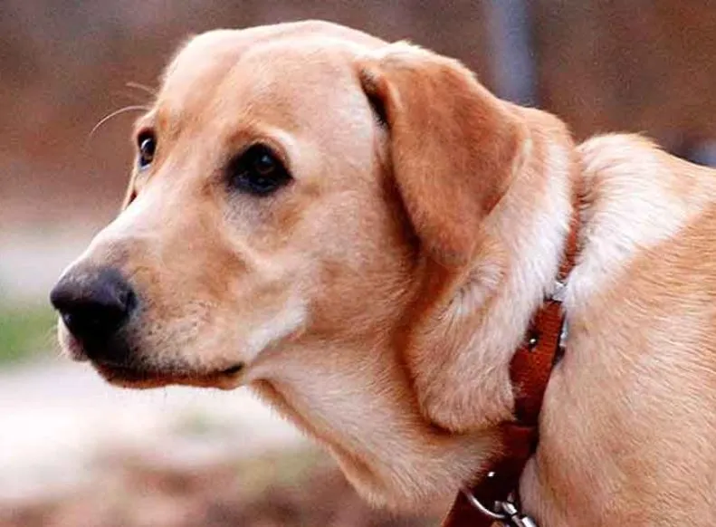 बरेली: मालिक ने ऊपर कुत्ता छोड़ दिया, भाजपा नेता ने थाने में कराया समझौता