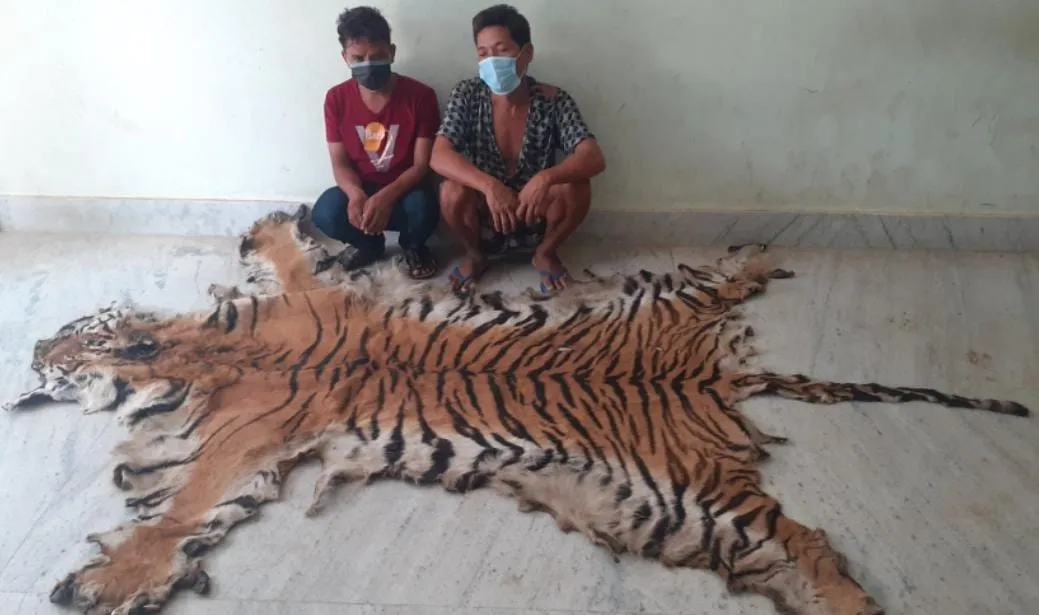 लखीमपुर खीरी: बाघ की खाल सहित दो युवक गिरफ्तार
