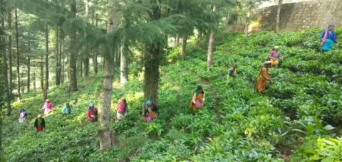 चंपावत: जैविक चाय के साथ ही अब ध्यान केंद्र के लिए भी जाना जाएगा सिलिंगटाक बागान