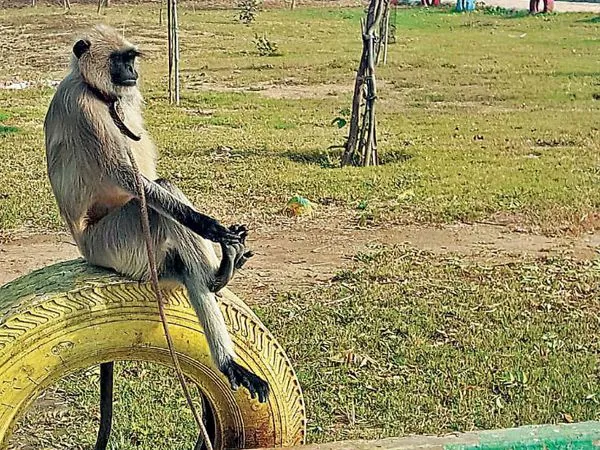 बरेली: बंदरों को भगाने के लिए लंगूर पालेगा नगर निगम
