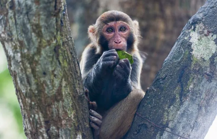 कोरोना के बाद चीन में मिला जानलेवा Monkey B Virus, जानें कितना है खतरनाक