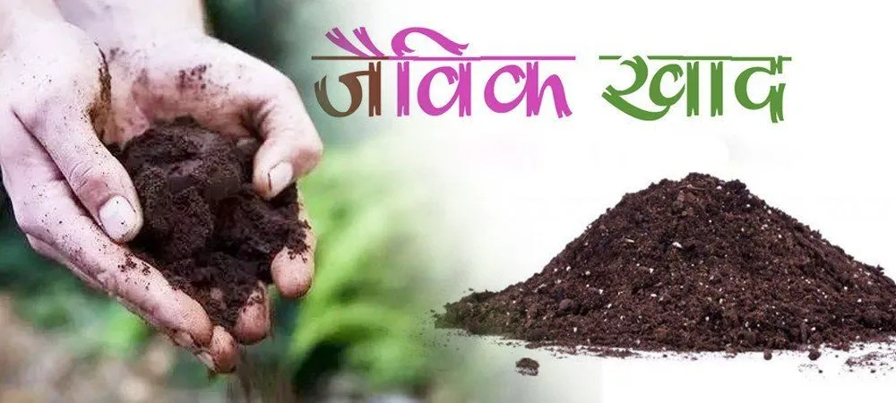 बरेली: जैविक खादों ने किसानों की बढ़ाई आमदनी