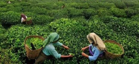 अब उत्तराखंड के बागानो‍ं में भी लहलहाएगी चाय की फसल