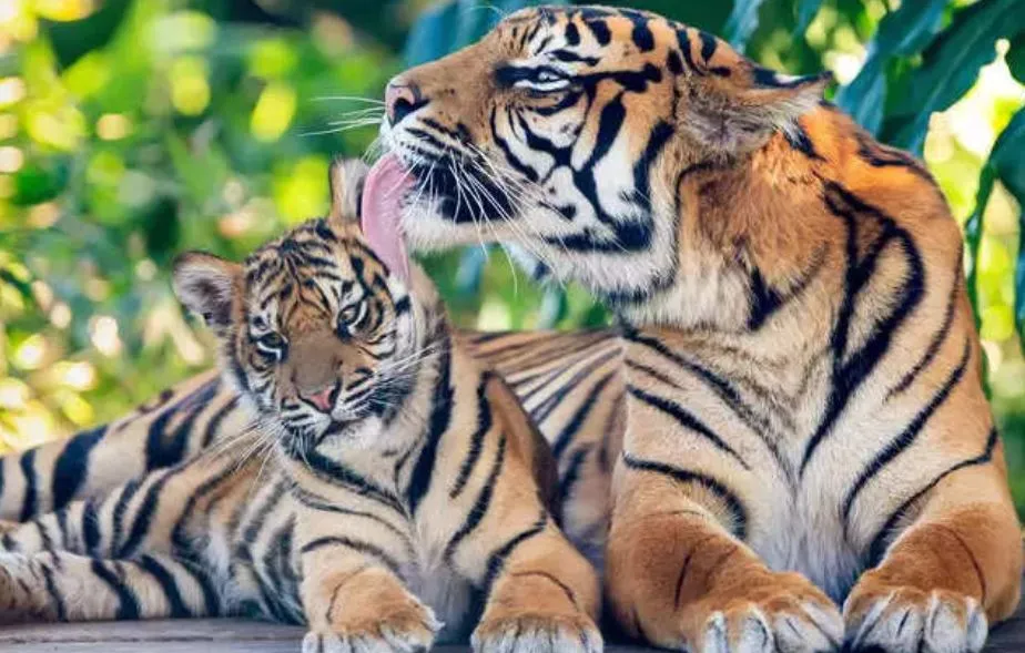 अंतरराष्ट्रीय बाघ दिवस पर सरकार ने लिया फैसला, भारत में 14 बाघ रिजर्व को सीए-टीएस मान्यता दी