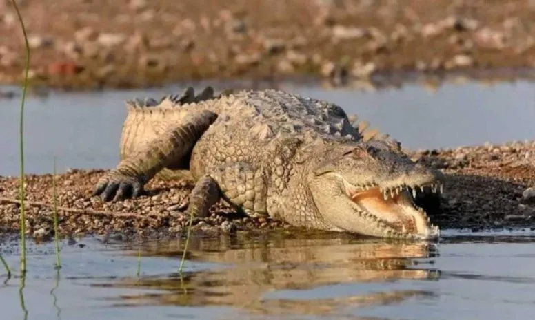 गुजरात: स्टैच्यू ऑफ यूनिटी के पास झील से 194 मगरमच्छों को हटाया गया, जानें क्या थी वजह