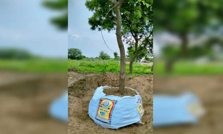 बरेली: गैरवानिकी प्रयोग में नहीं कटेंगे पेड़, ट्रांसलोकेट की शर्त अनिवार्य