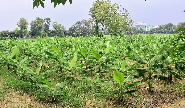 विश्व प्रकृति संरक्षण दिवस पर विशेष: मुरादाबाद की माटी में जैविक खेती का गुनगुनाया अफसाना