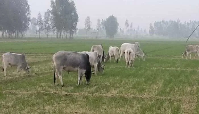 बलरामपुर: आवारा पशुओं से परेशान किसान, फसलों को पहुंचा रहे हैं नुकसान