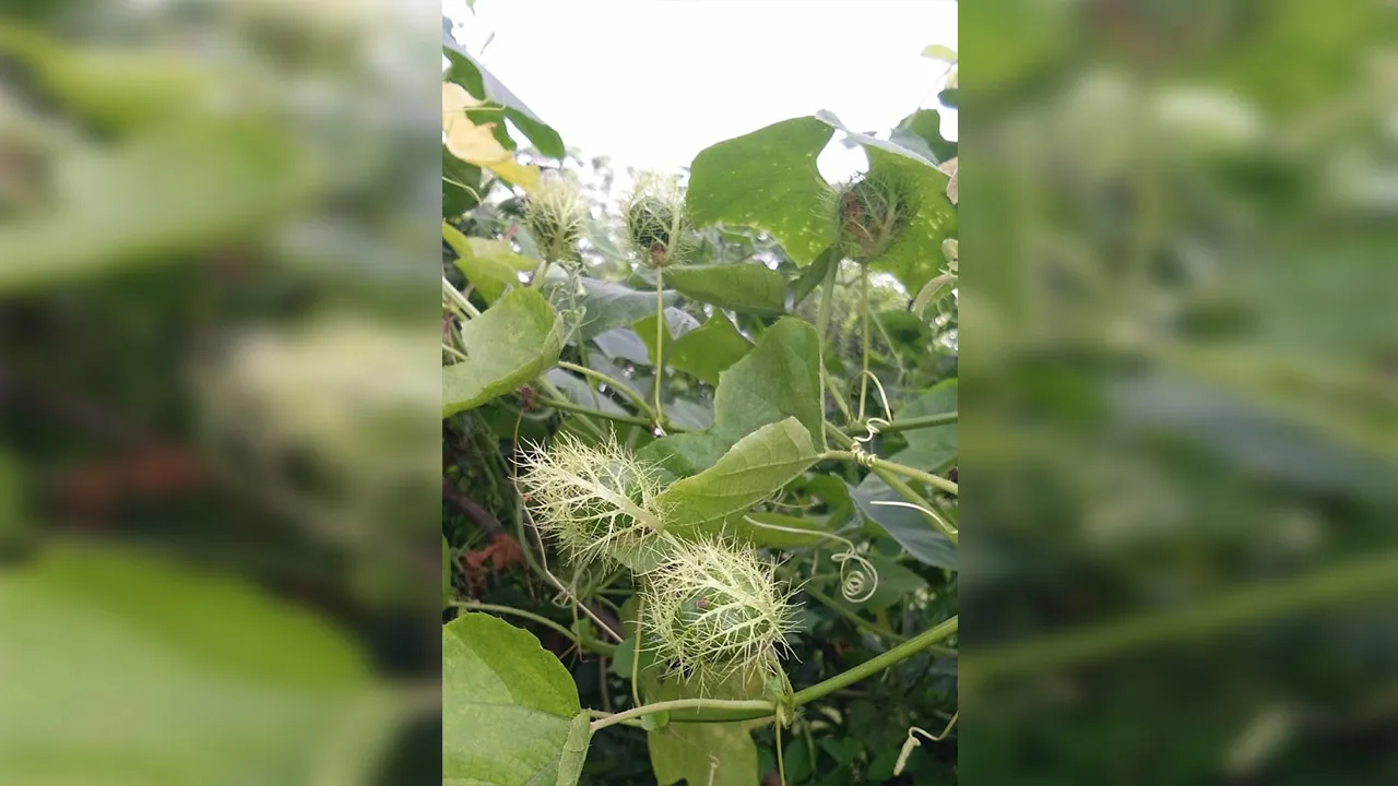 लखीमपुर-खीरी: विभिन्न रोगों में उपयोगी है जंगली लता ‘पैशन फ्लावर’