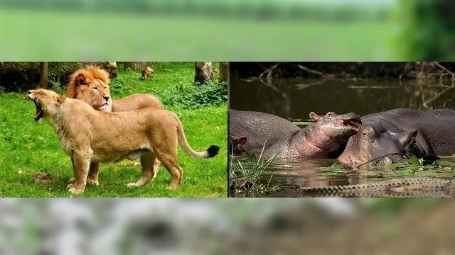 गुजरात भेजेगा एक शेर-दो शेरनियां, बदले में दिल्ली देंगी दो दरियाई घोड़े, आखिर क्या है माजरा?