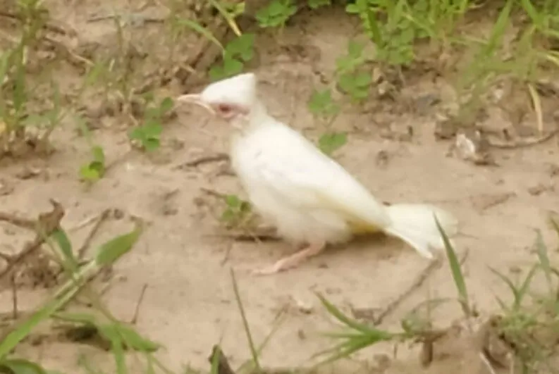 रामनगर: सफेद मोर के बाद नजर आई सफेद हिमालयन बुलबुल