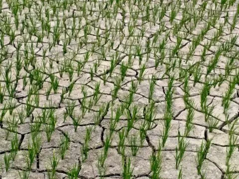 दिनेशपुर: सूखती फसल को देखकर बोले किसान- “बिन पानी सब सून”