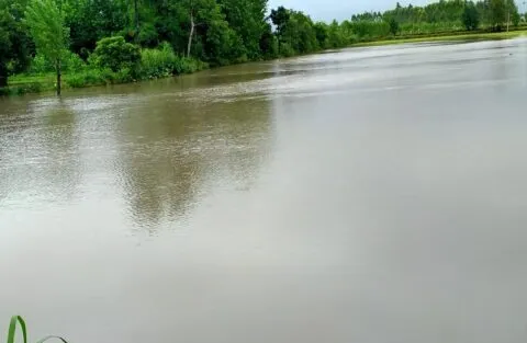 दिनेशपुर: बारिश से धान की फसल जलमग्न, शहर में पानी की निकासी न होने से बढ़ी मुश्किलें