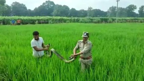 हल्द्वानी: गौलापार में मिला 11 फिट लंबा अजगर, वन रेंज टीम ने रेस्क्यू कर जंगल में छोड़ा