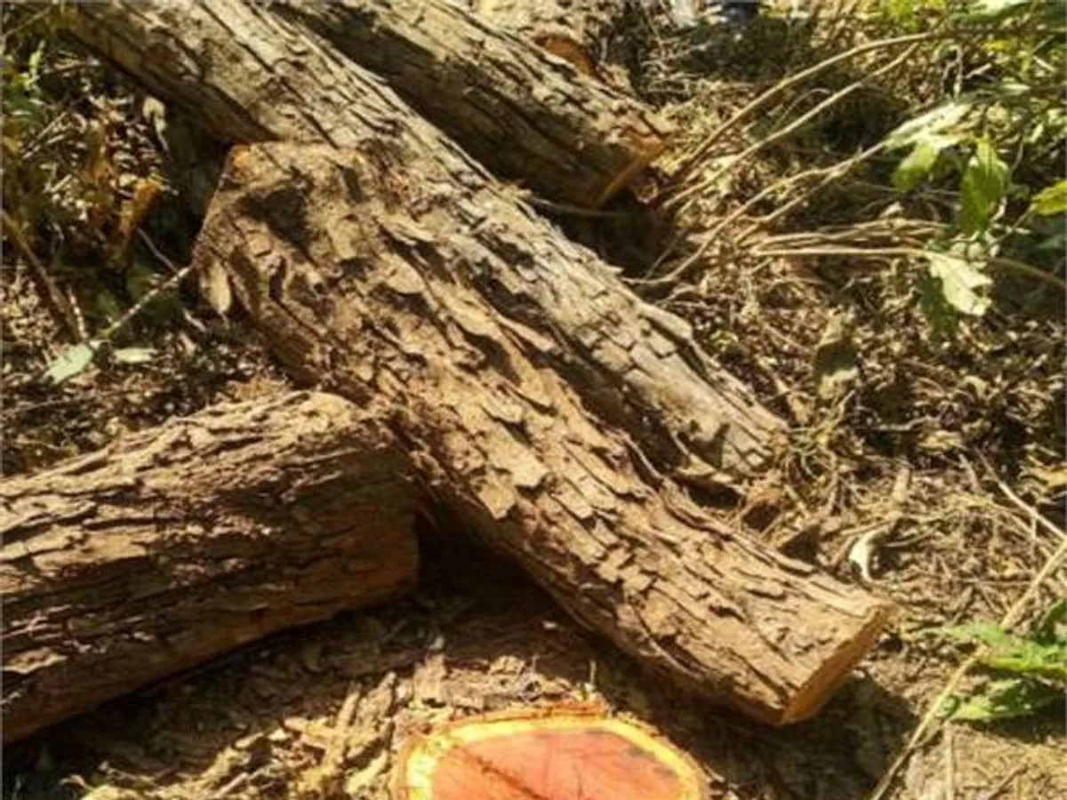 टनकपुर: शारदा रेंज में दिन दहाड़े काट दिए कई खैर के पेड़