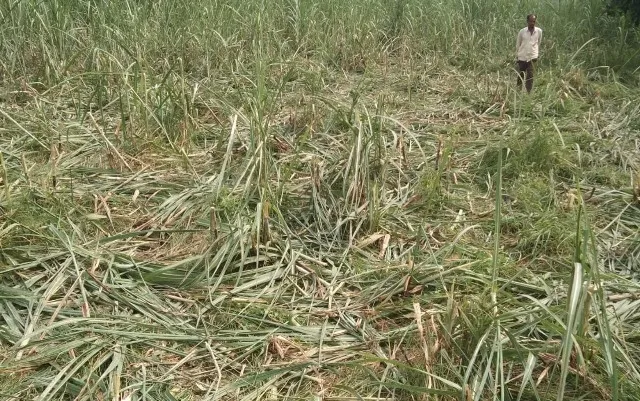 पीलीभीत: नेपाली हाथियों ने पीलीभीत जिले में मचाया तांडव, फसलें तबाह