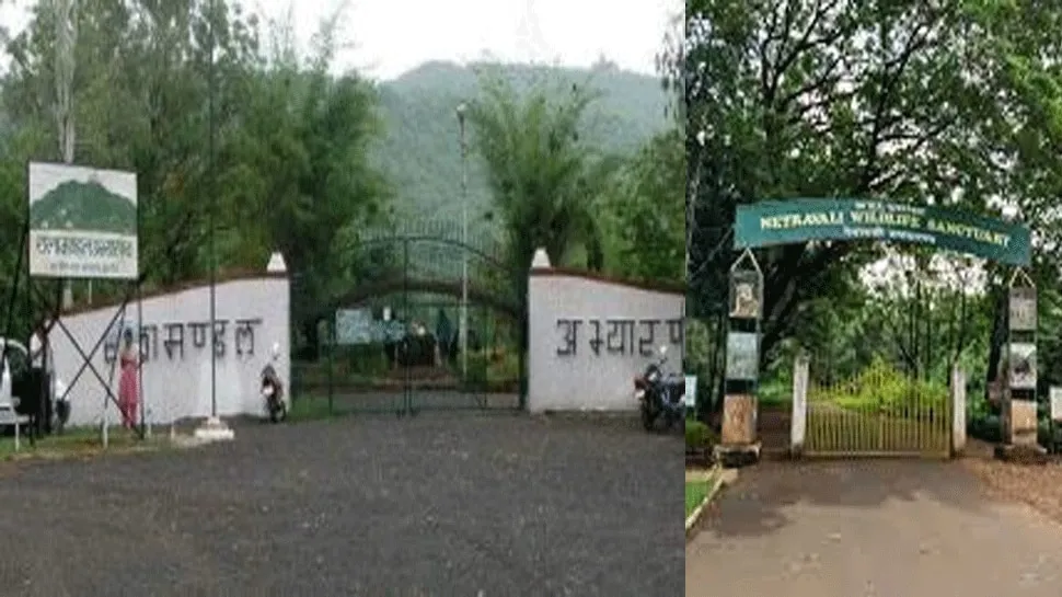 इंदौर के रालामंडल अभयारण्य में ‘नाइट सफारी’ शुरू, पर्यटन को मिलेगा बढ़ावा