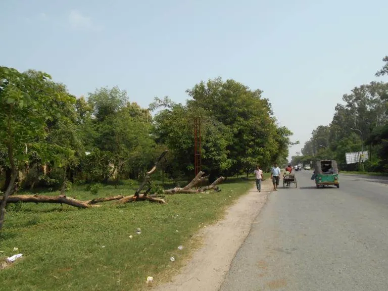 बरेली: लाल फाटक-बदायूं रोड तक चौड़ीकरण में आ रहे 1000 पेड़