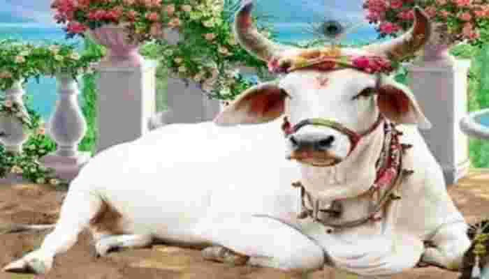 लखनऊ: गौ रक्षामहासंघ के पदाधिकारियों की हुई बैठक, लिया यह बड़ा निर्णय