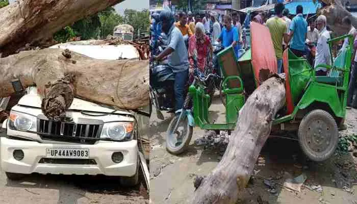 सुल्तानपुर: जर्जर पेड़ गिरने से कई घायल, चार वाहन क्षतिग्रस्त