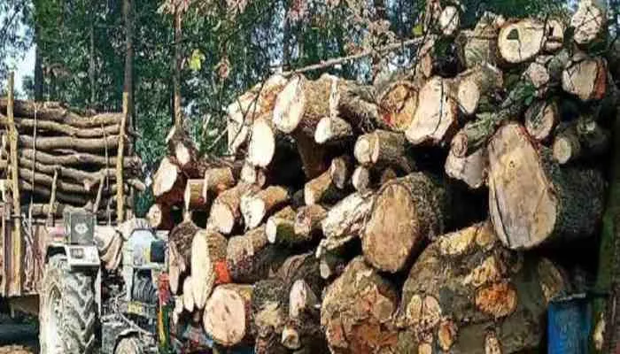 हरदोई: जिम्मेदारों की सरपरस्ती में हरे-भरे पेड़ों पर चल रहा आरा