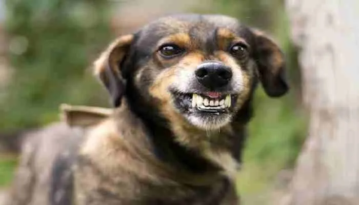 सहारनपुर: आदमखोर कुत्तों ने 12 वर्षीय बच्चे को नोचकर मार डाला, गांव में दहशत