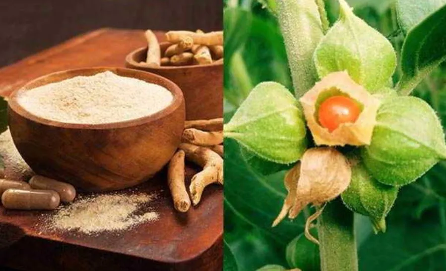 क्या कोरोना से उबरने में कारगर है अश्वगंधा? ब्रिटेन के साथ मिलकर भारत लगाएगा पता
