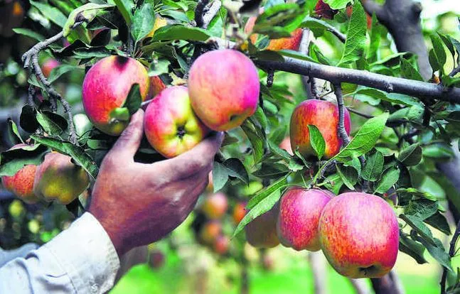 हिमाचल प्रदेश के इन बेहतरीन सेबों को भेजा गया बहरीन
