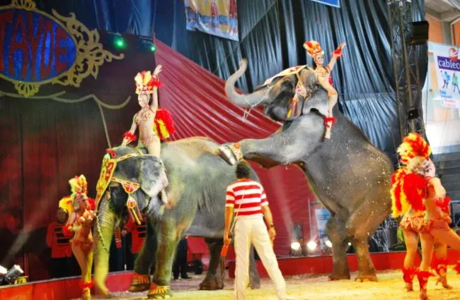 दिल्ली HC ने पशु कल्याण बोर्ड से पूछा, बंद हुए सर्कसों के जानवरों का क्या हुआ?