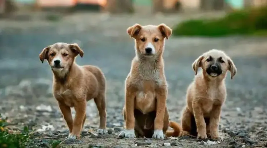 कुत्तों के लिए कोरोना की तरह खतरनाक है ये बीमारी, अदालत का टीकाकरण पर फैसला करने का निर्देश