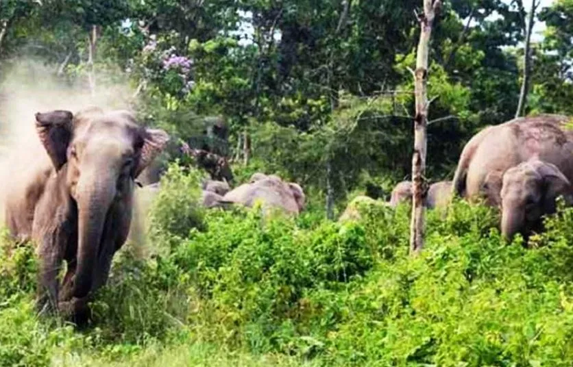 मॉर्निंग वॉक पर निकले थे लोग, अचानक आए हाथी ने किया हमला, दो की मौत