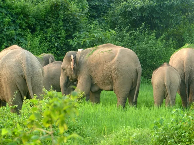 हल्द्वानी: गौलापार के खेतों में फिर घुसे हाथी