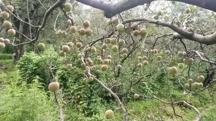नैनीताल: सेब की उन्नत प्रजातियों ने दिल्ली, मुंबई में दिलाई काश्तकारों को पहचान