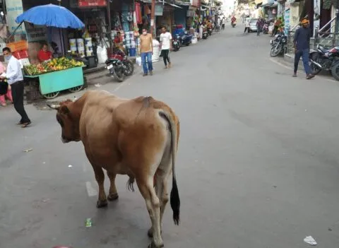 बागेश्वर पुलिस का दुश्मन बना सांड, खाकी देखते ही करता है हमला