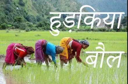 रामनगर: हुड़किया बौल के साथ रोपाई शुरू