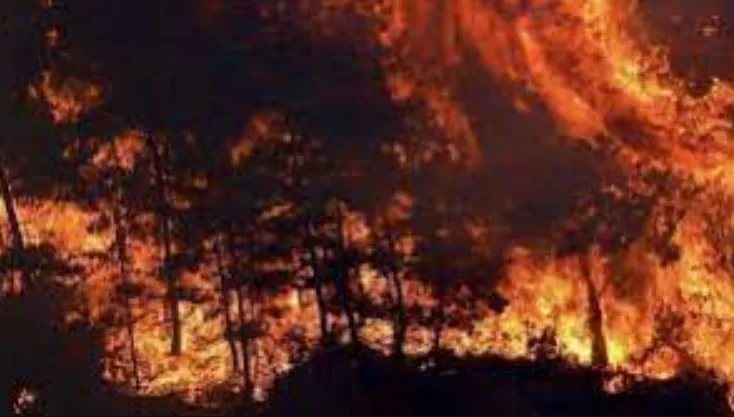 Burning Turkey: तुर्की के जंगलों में लगी आग पावर प्लांट तक पहुंची, अब तक 8 लोगों की मौत