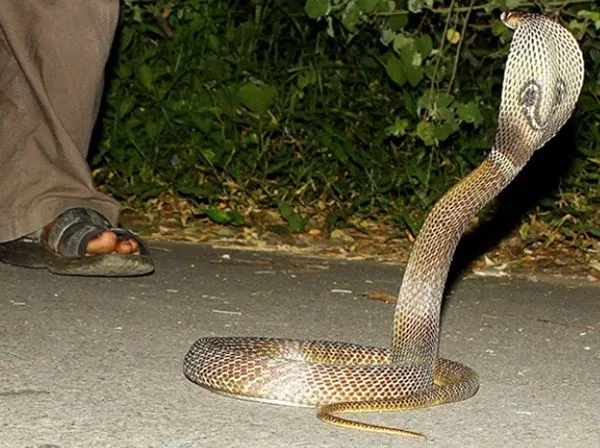 बरेली: सेटेलाइट पर नचा रहा था सांप, दर्ज हो गई सपेरे पर रिपोर्ट