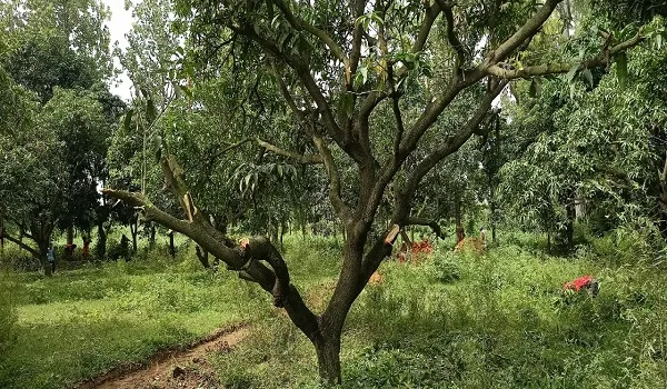 अमरोहा: आम के हरे पेड़ों पर माफिया ने चलाई कुल्हाड़ी, जांच में जुटी राजस्व विभाग की टीम