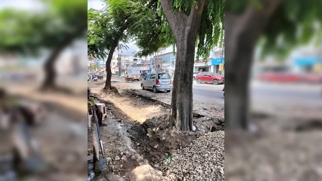 बरेली: स्टेडियम रोड चौड़ी करने को पेड़ों की जड़ें भी खोद दी, गिरने का खतरा बढ़ा