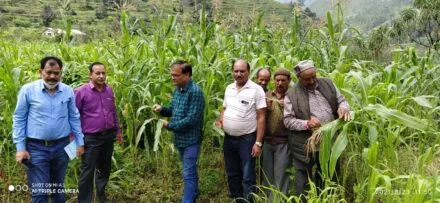 हल्द्वानी: मक्के की फसल में लगा “सरेन” कीड़ा, अधिकारियों ने किया निरिक्षण