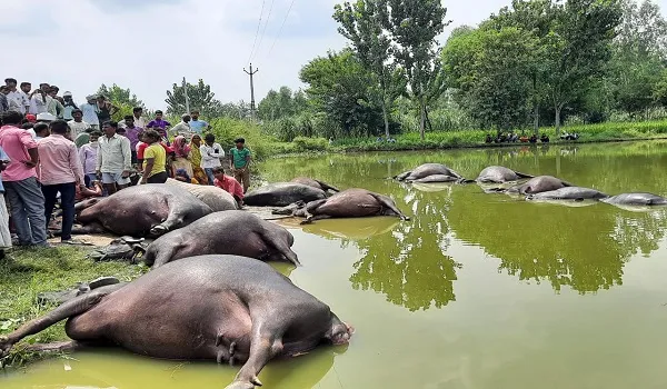 मुरादाबाद: तालाब में उतरा करंट, 12 मवेशी व एक युवक की मौत