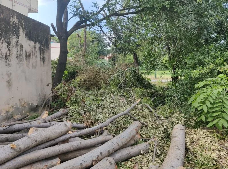 बरेली: रुविवि परिसर में पेड़ों की छंटाई के नाम पर काटी हरियाली