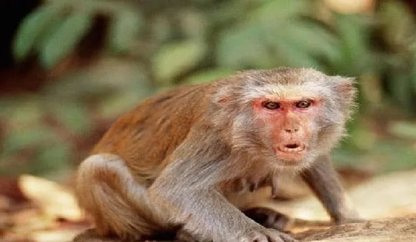 मुरादाबाद: बंदर के डर से छत से गिरा बच्चा, घायल