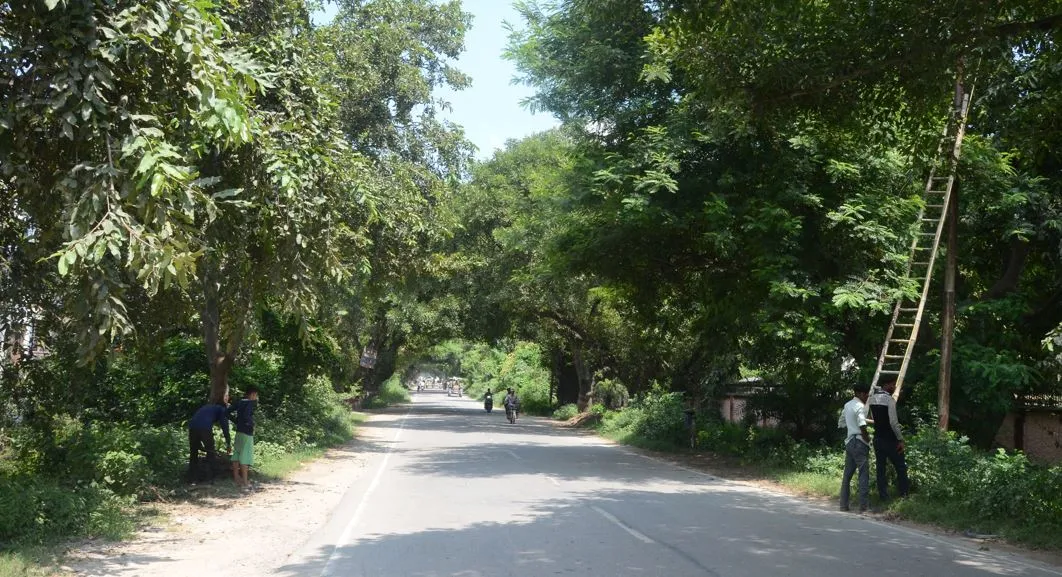 बरेली: हरियाली ट्रांसलोकेट कर देंगे तो कंकरीट के जंगल में कैसे सांस लेंगे शहरवासी