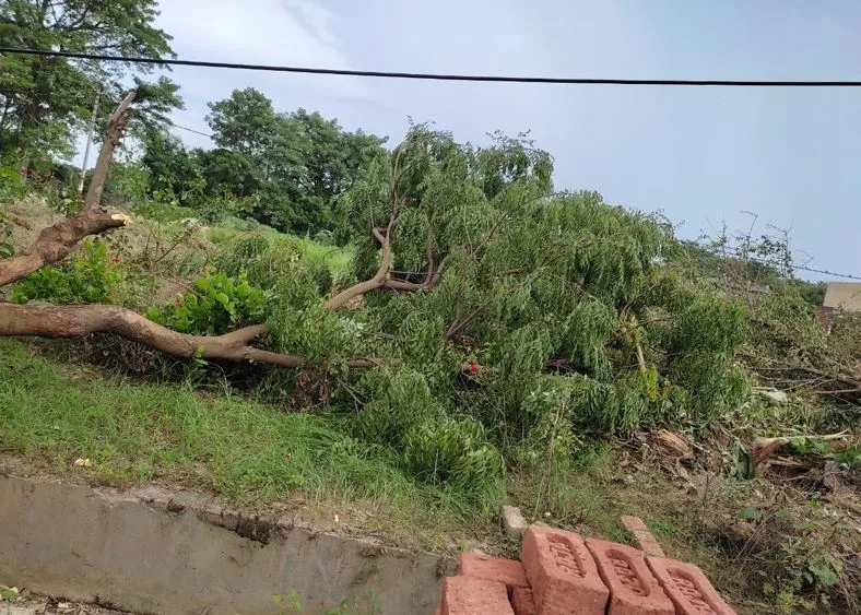 बरेली: गोल्डन ग्रीन पार्क में पेड़ काटने के आरोपियों पर लगेगा जुर्माना