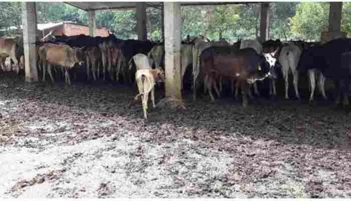 अमेठी: गौशालाओं के हालात चिंताजनक, भूख-प्यास से तड़प रहे हैं गोवंश