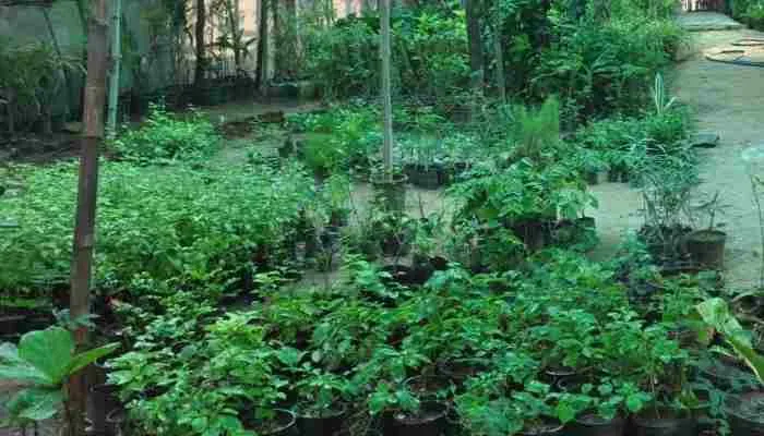 मथुरा: अब जापान की मियावाकी पद्धति के आधार पर बढ़ाई जाएगी हरियाली